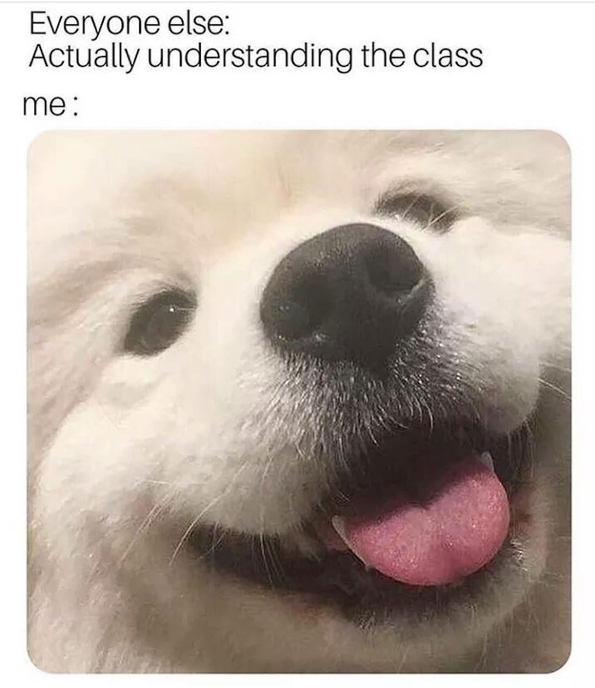 image of dog with text “Everyone else: actually understanding the class"