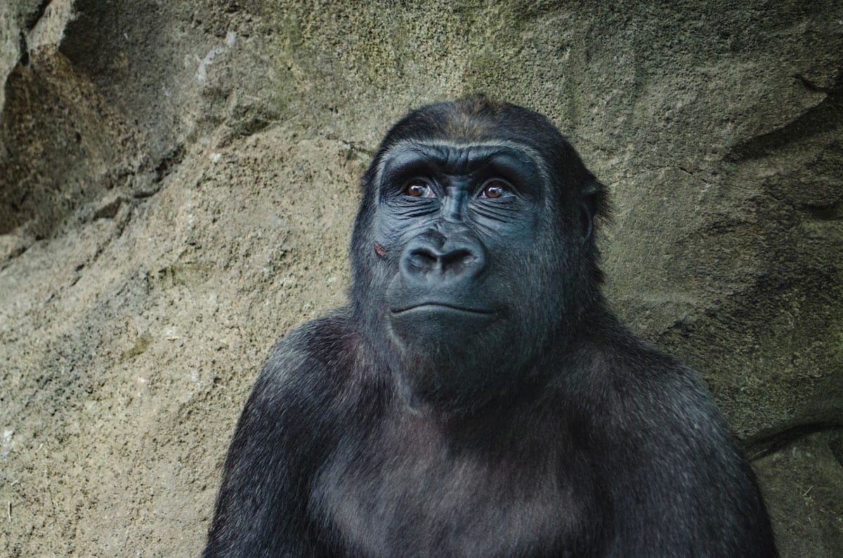 ”Closeup photo of black gorilla”
