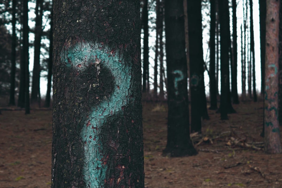 Question marks spray painted on trees