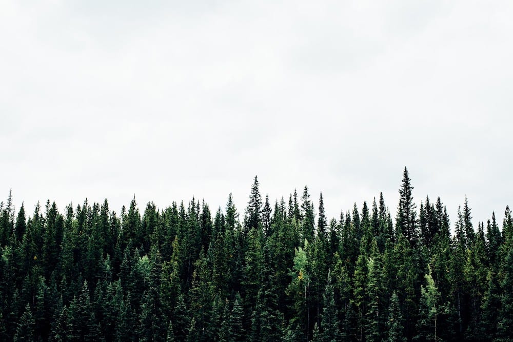 The tops of tall green trees against a cloudy sky.
