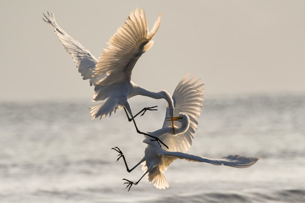 Two birds fighting 