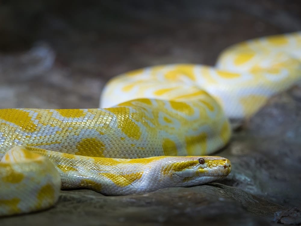 A yellow python
