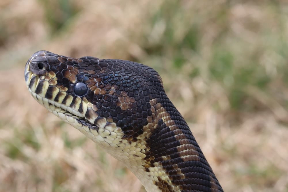 Picture of a snake’s head. 