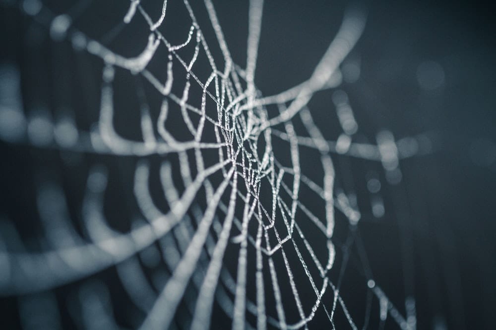 Close-up of a spider web
