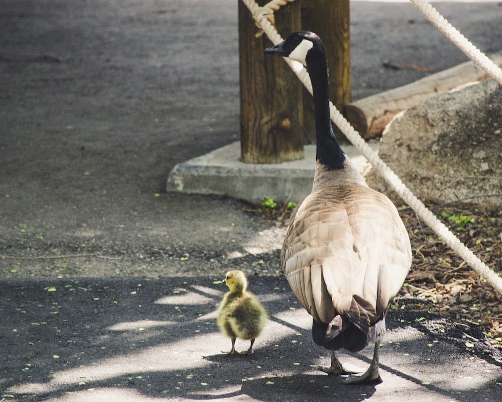 Bird And Chick On Sidewalk 1040413