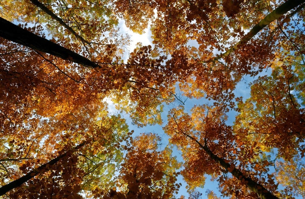 Brown Leaves Of A Tree Under Blue Sky 3142830