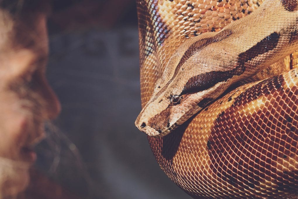 Closeup of a python