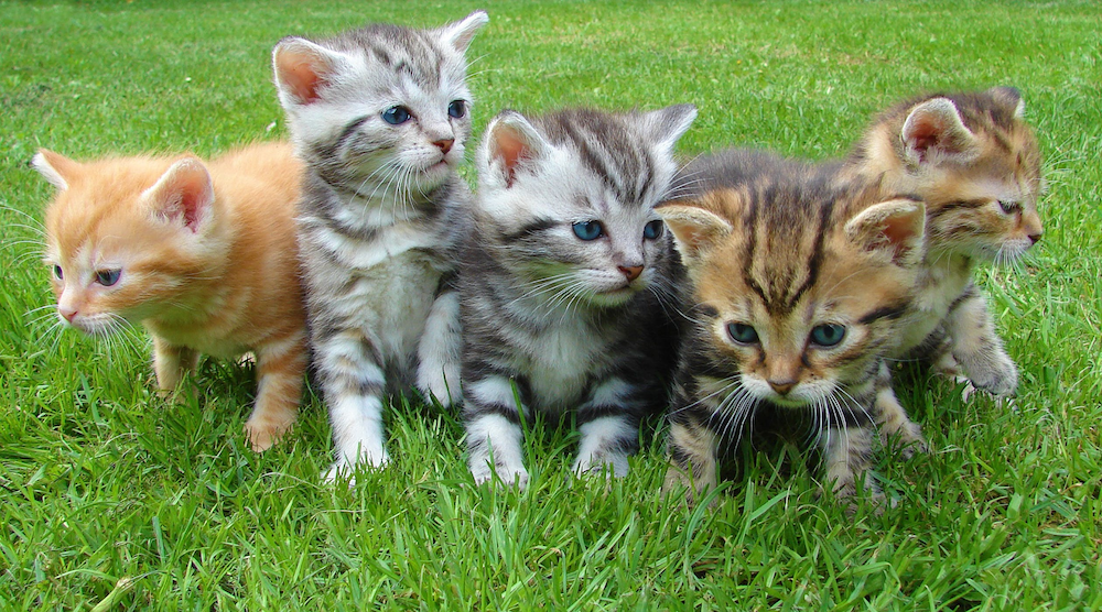 A row of five adorable kittens.