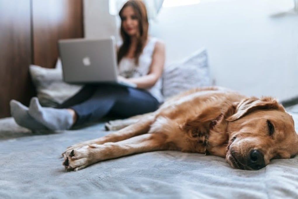 A person working right next to a sleeping dog on a bed