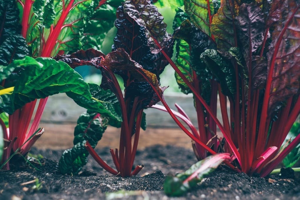 Red and purple spinach plant in soil. 