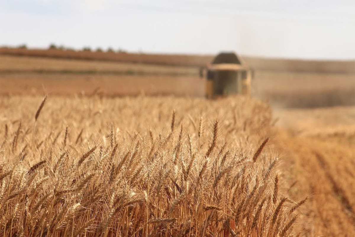 a combine harvester harvesting wheat