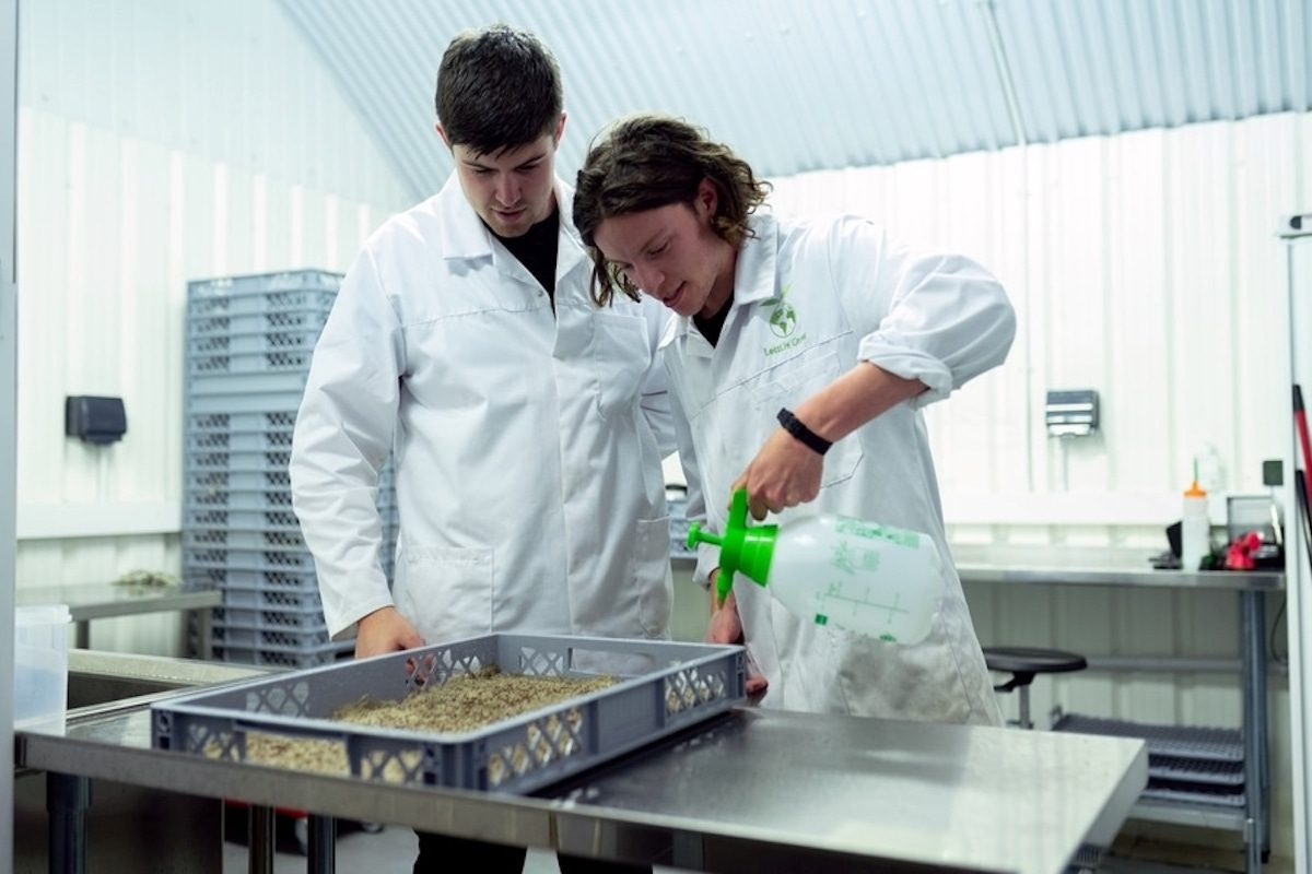 Two biomedical engineers spray nutrients to the seeds