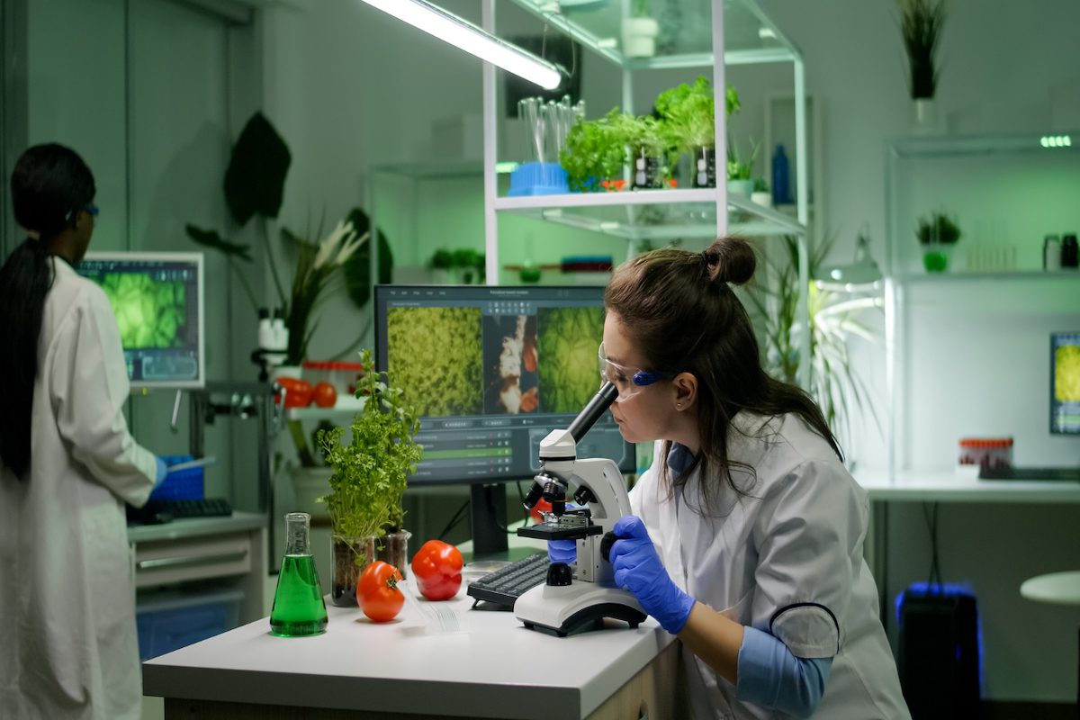 Two biotechnologists analyzing biological slides in an agricultural laboratory