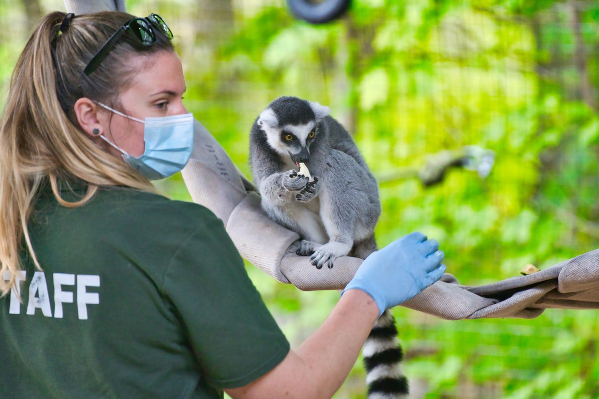 Grey and white lemur on zoo with a staff worker