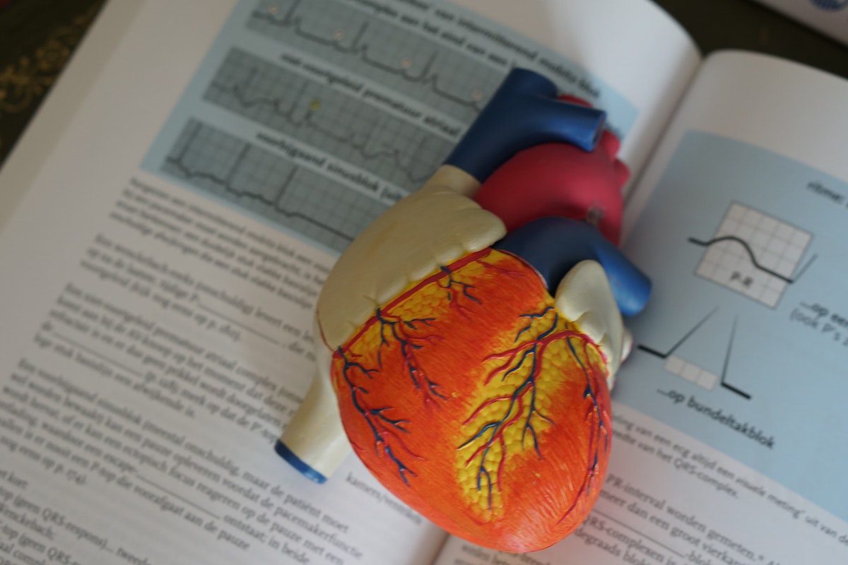 Life-size model of an anatomical heart placed on top of an open book