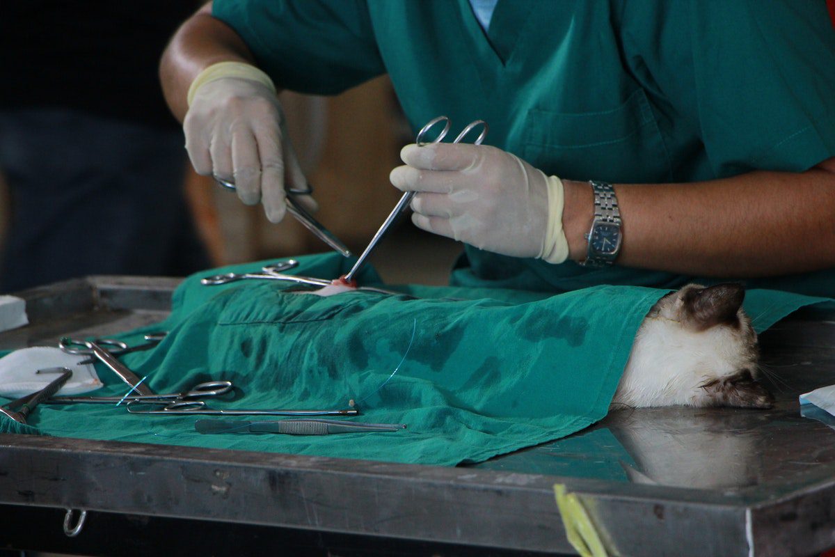 A veterinarian operating on a cat.