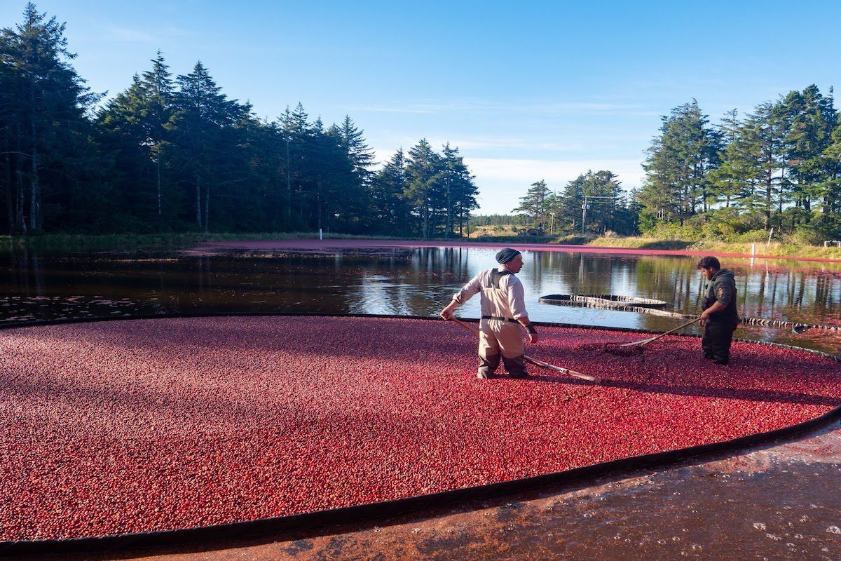 Two people harvesting cranberries in New Jersey. Best Community Colleges In Nj |