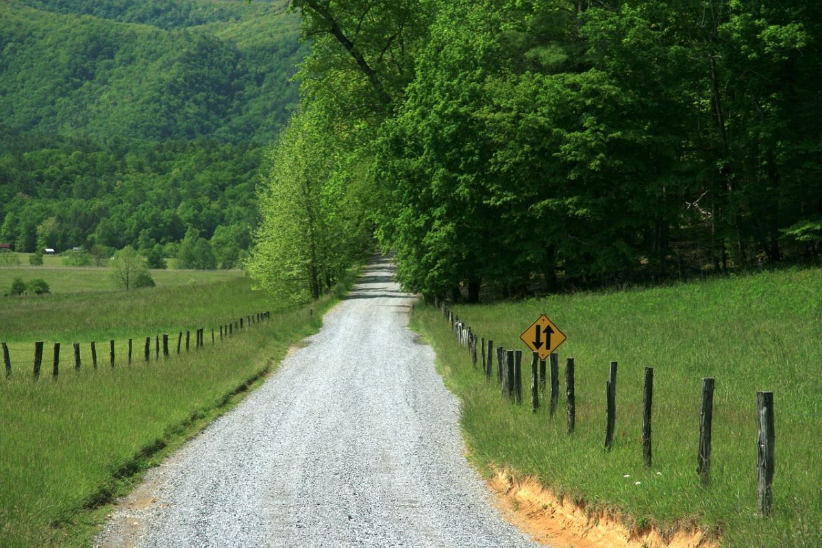 A forest road path in Tennessee.