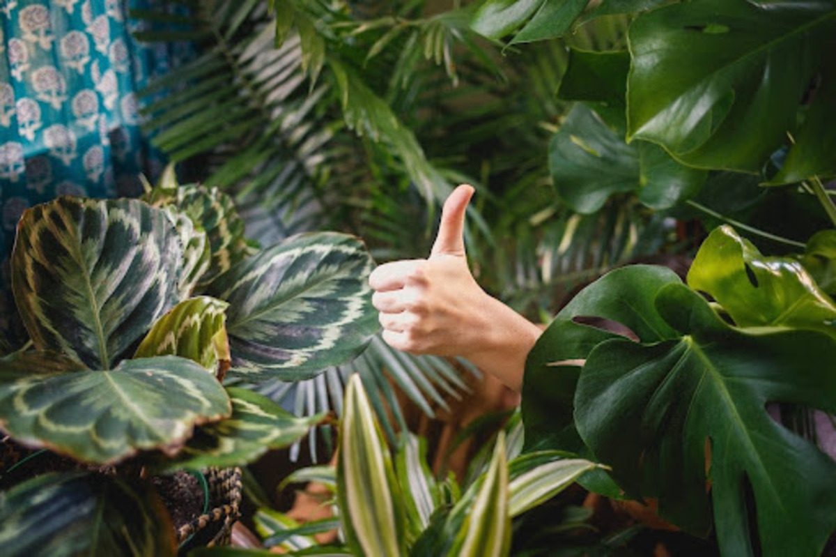 A hand providing a thumbs up within a jungle of leaves.